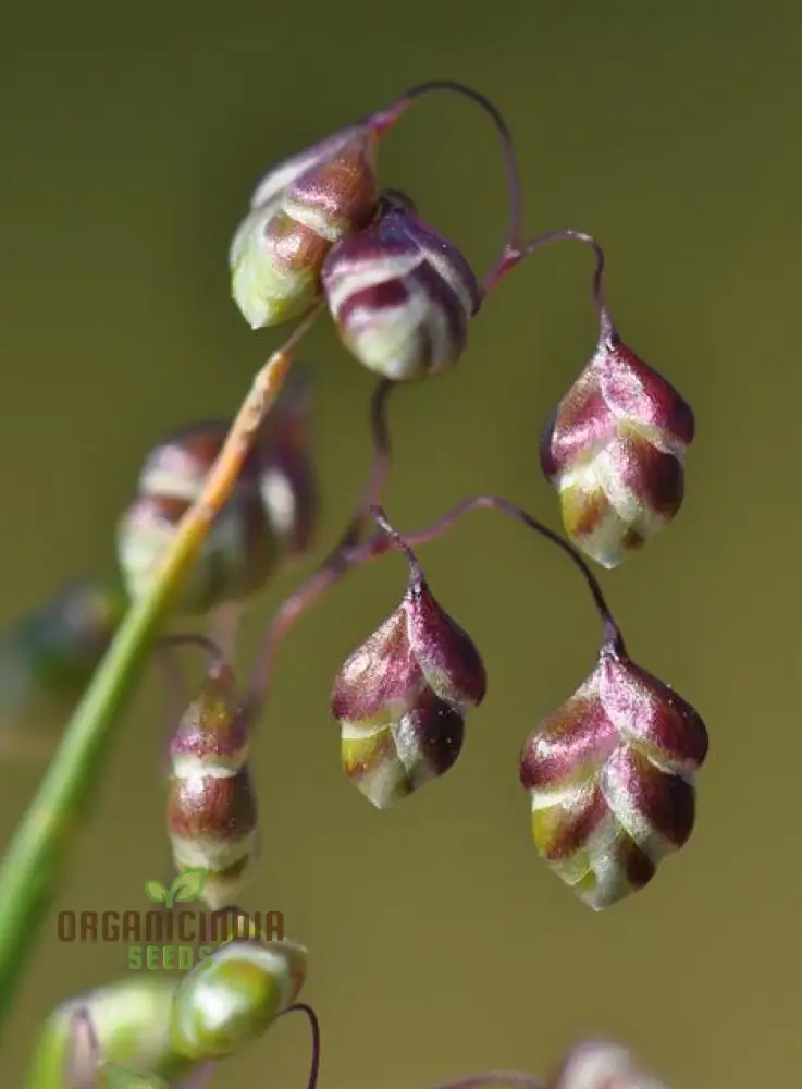 riza Media (Quaking Grass) Seeds, Cultivate Graceful Ornamental Grass with Expert Tips for Successful Growth