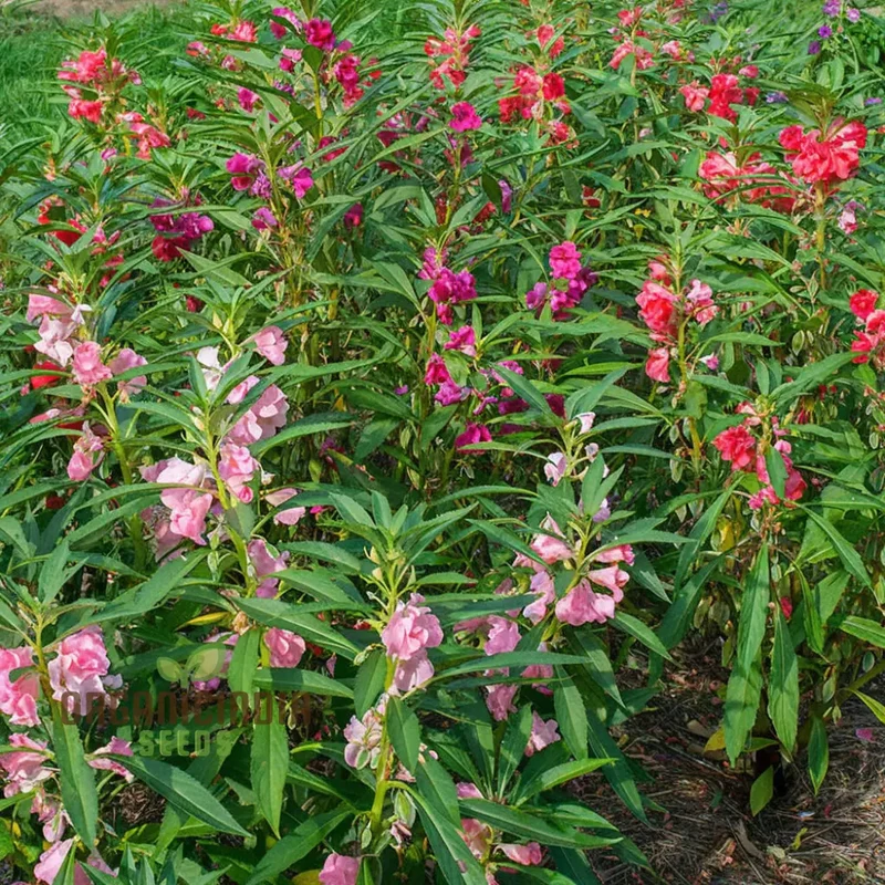 Balsam Bush Flowered Seeds for Planting Elevate Your Gardening Experience with Lush, Colorful Blooms