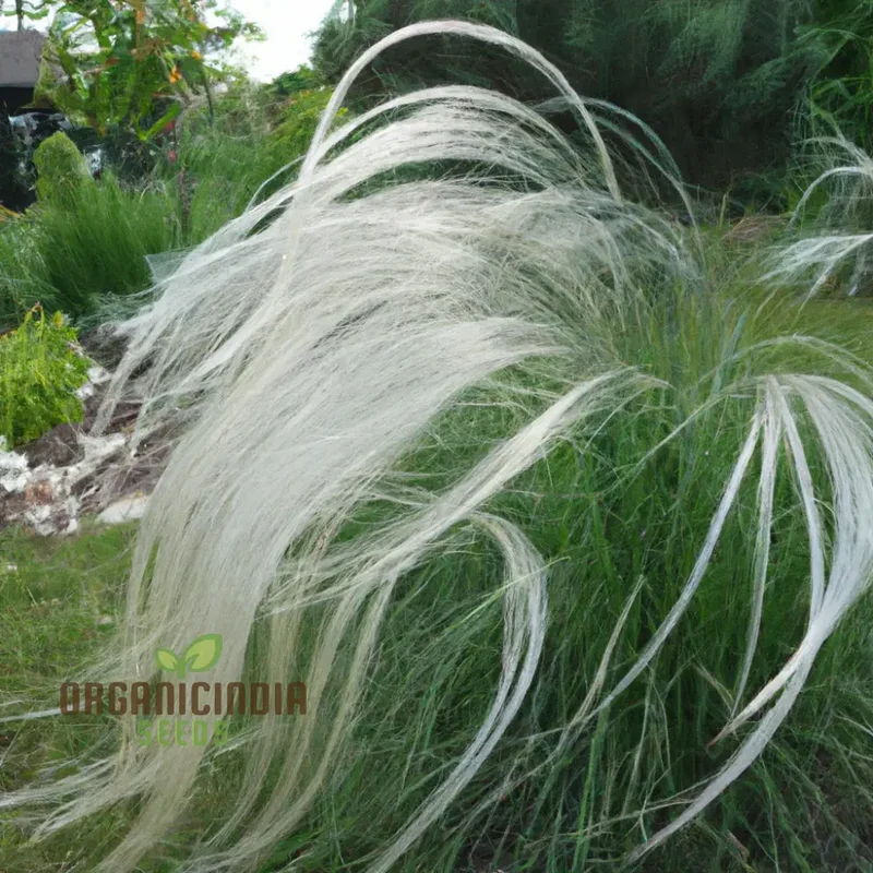 Stipa barbata Silver Feather Seeds for Elegant Ornamental Grass in Your Garden