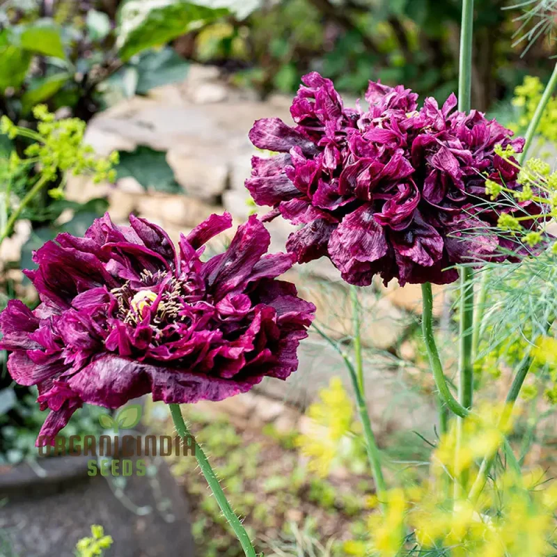Papaver Paeoniflorin Black Peony Poppy Seeds - Grow Elegant Dark Blooms