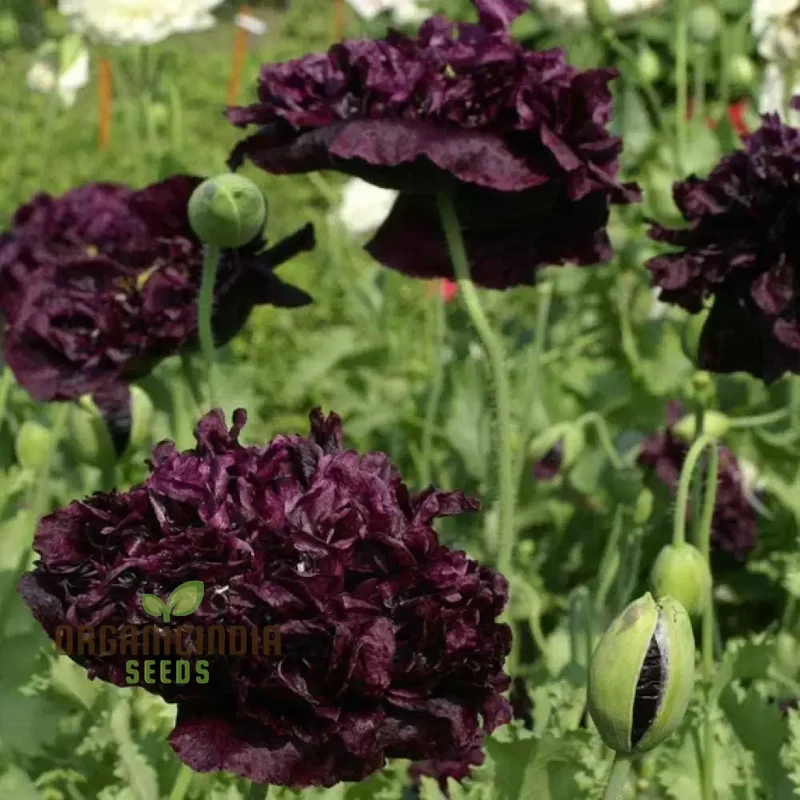 Papaver Paeoniflorin Black Peony Poppy Seeds - Grow Elegant Dark Blooms