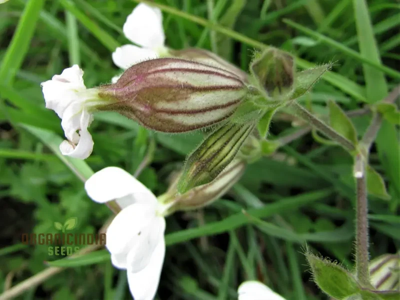 White Campion Seeds for Planting, Gardening Enthusiasts | Cultivated Excellence in Your Garden