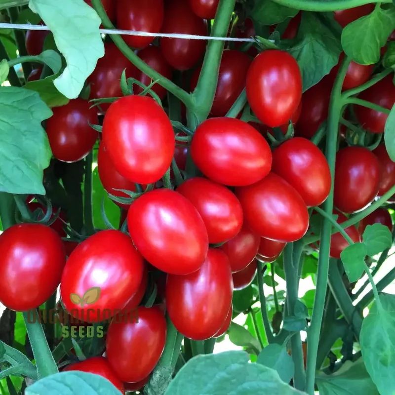 Tomato LUCIEBELL vegetable seeds to cultivate exquisite tomatoes that promise to elevate your garden with their exceptional flavor