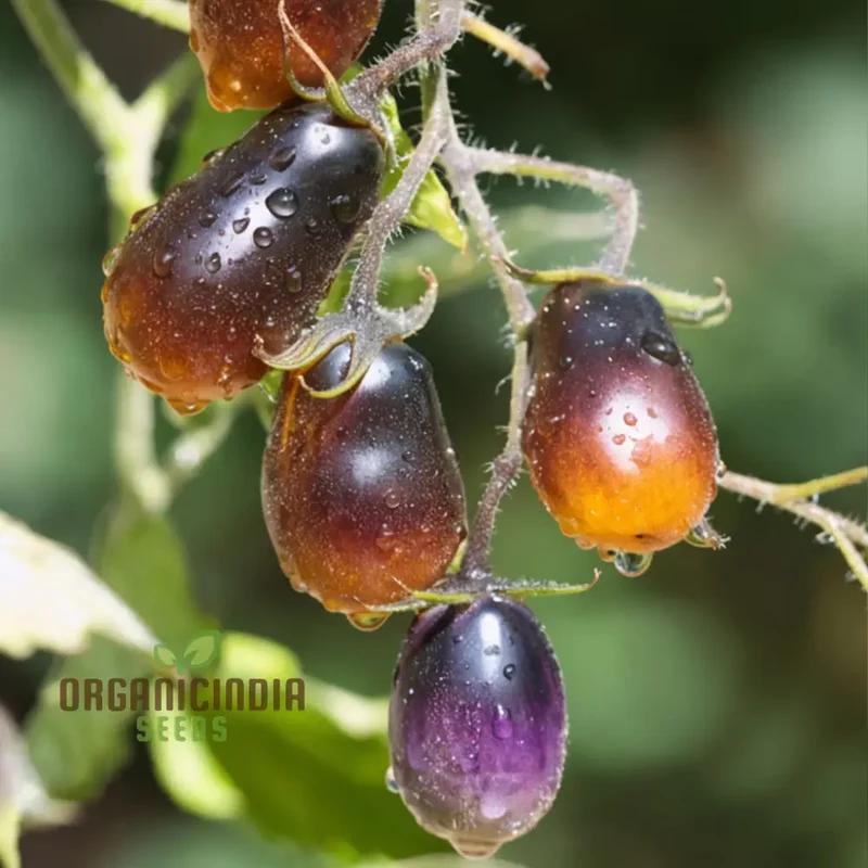 Tomato Pear drops Seeds - Grow Sweet and Flavorful Pear drops Tomatoes in Your Garden