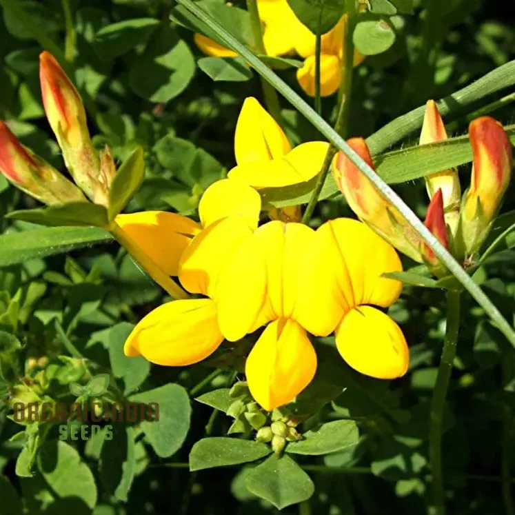 Bird's Foot Trefoil Seeds for Planting, Vibrant Gardens and Pollinator Havens Discover Hardy Perennial Wildflowers