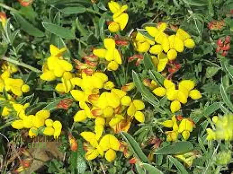Bird's Foot Trefoil Seeds for Planting, Vibrant Gardens and Pollinator Havens Discover Hardy Perennial Wildflowers