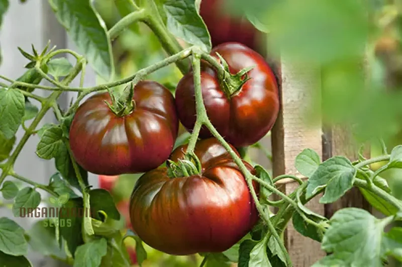 Tomato Medusa vegetable seeds, cultivating a unique variety that not only adds a touch of curiosity to your garden