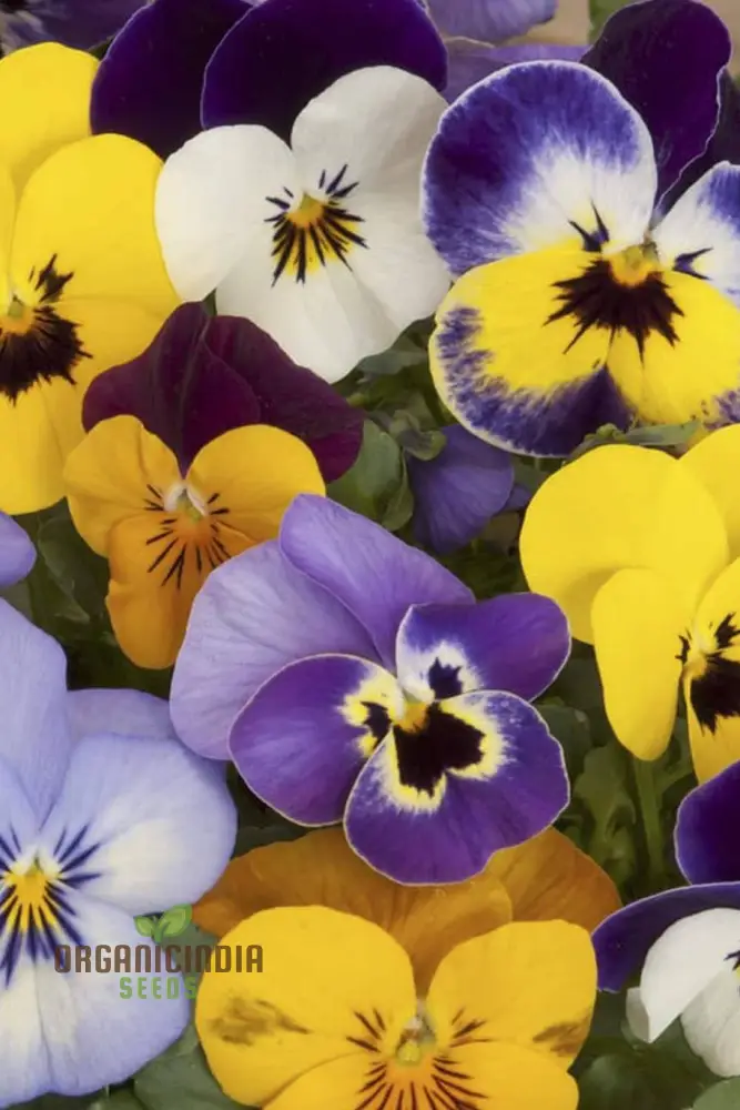 Premium Pansy Seeds 'The Yellows' Mixed flower seeds for Planting| High-Quality Cultivated Seeds