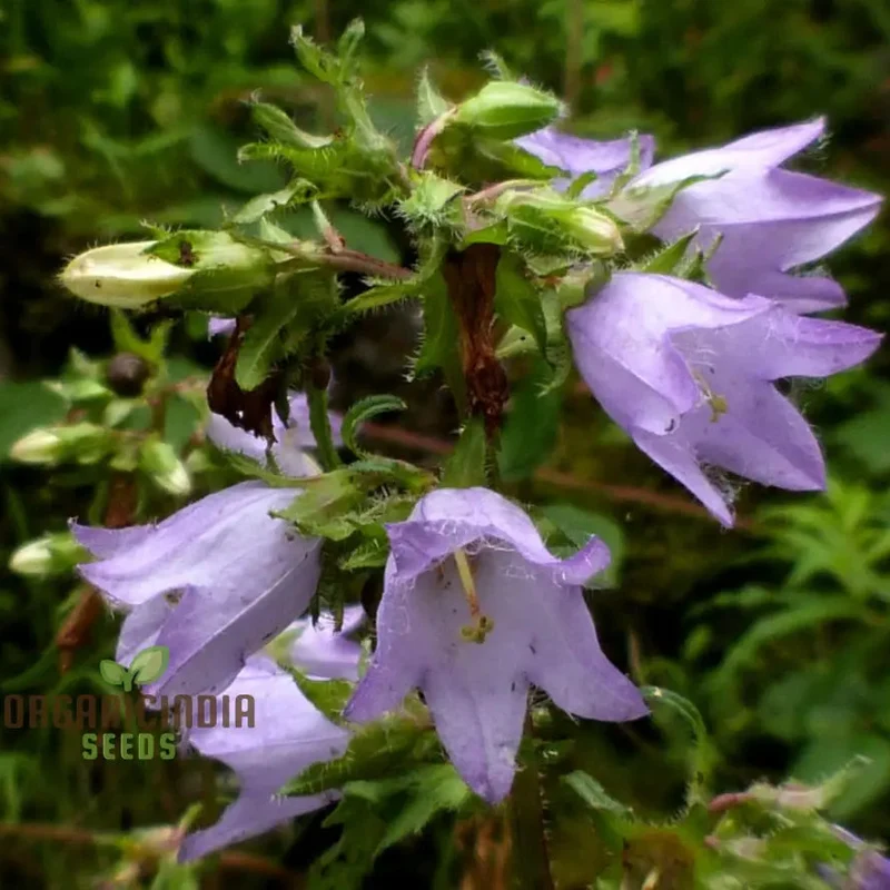 Bellflower Nettle Leaved Seeds For Planting, A Gardener's Haven for Exquisite Blooms and Botanical Bliss
