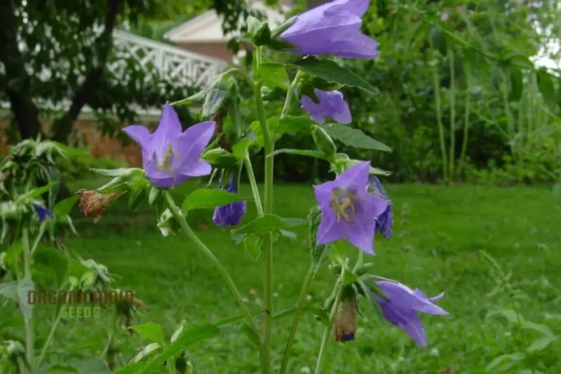 Bellflower Nettle Leaved Seeds For Planting, A Gardener's Haven for Exquisite Blooms and Botanical Bliss