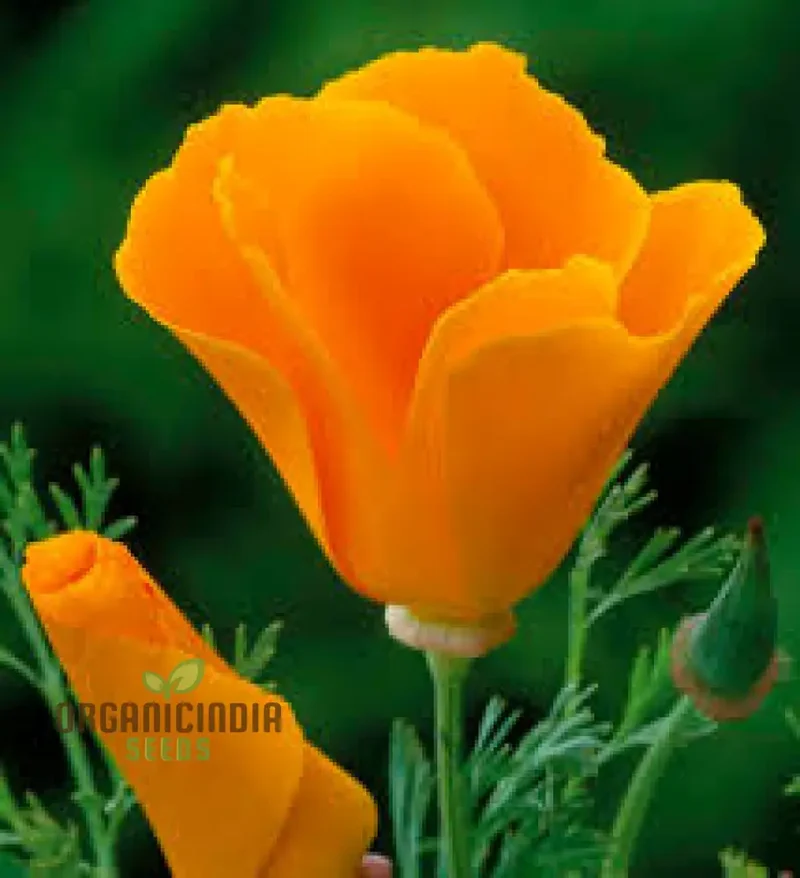Eschscholtzia Orange King Flower Seeds For Planting: Vibrant Blooms for Your Garden Sanctuary - Premium Seeds