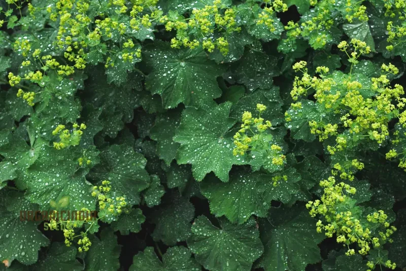 Alchemilla Mollis (Lady's Mantle) Seeds - Grow Beautiful and Hardy Lady's Mantle Plants in Your Garden