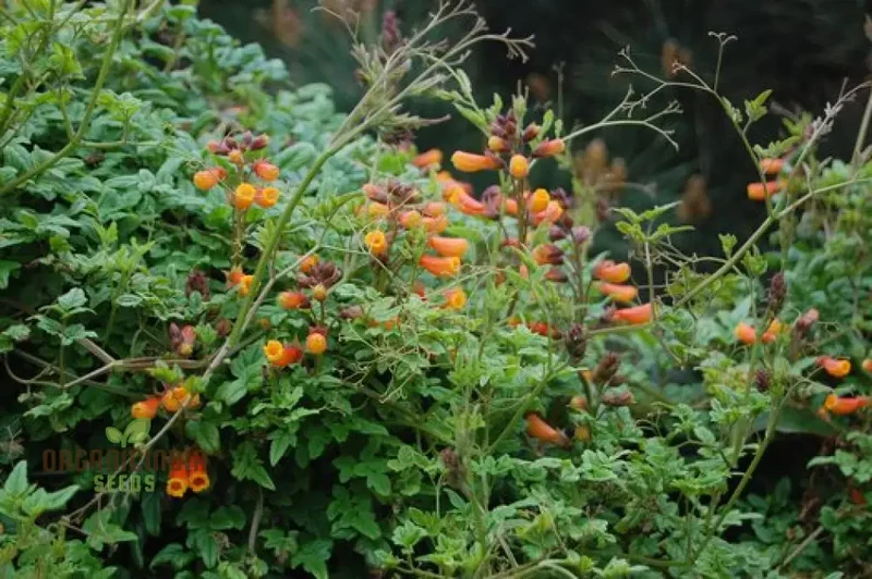 Eccremocarpus Tresco Flower Seeds For Planting: Vibrant Climbing Flowers for Your Enchanting Garden Sanctuary