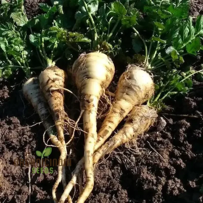 Parsnip White Spear Vegetable Seeds, Cultivate Flavorful and Hardy Parsnips with Expert Planting and Gardening Techniques