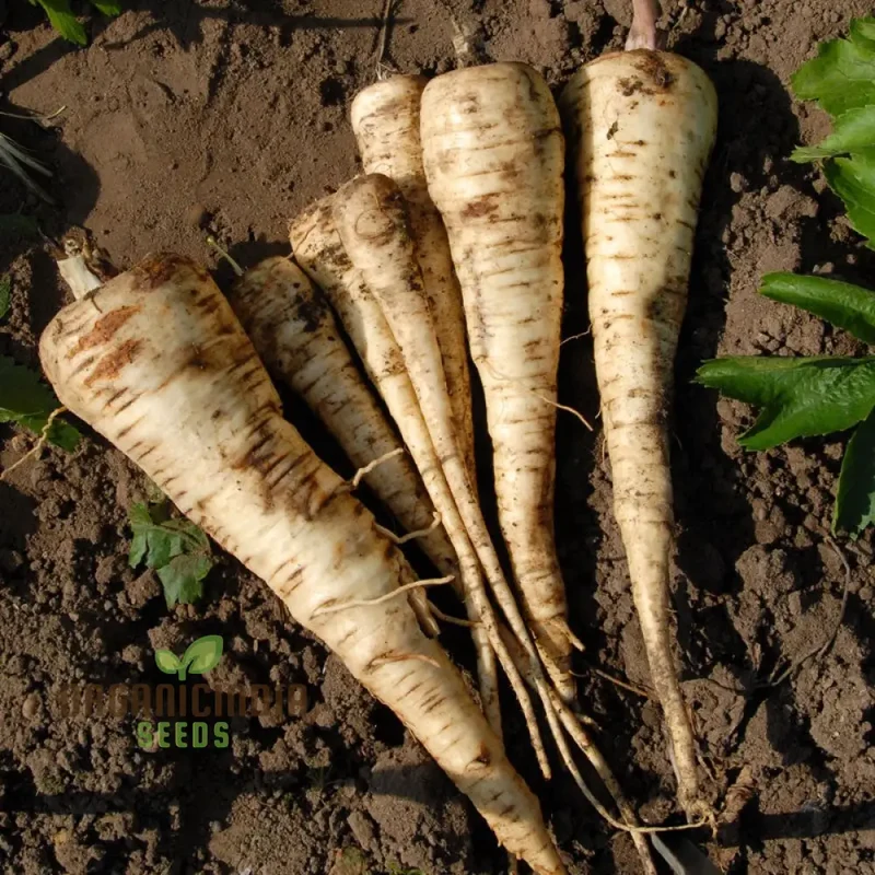 Parsnip White Spear Vegetable Seeds, Cultivate Flavorful and Hardy Parsnips with Expert Planting and Gardening Techniques