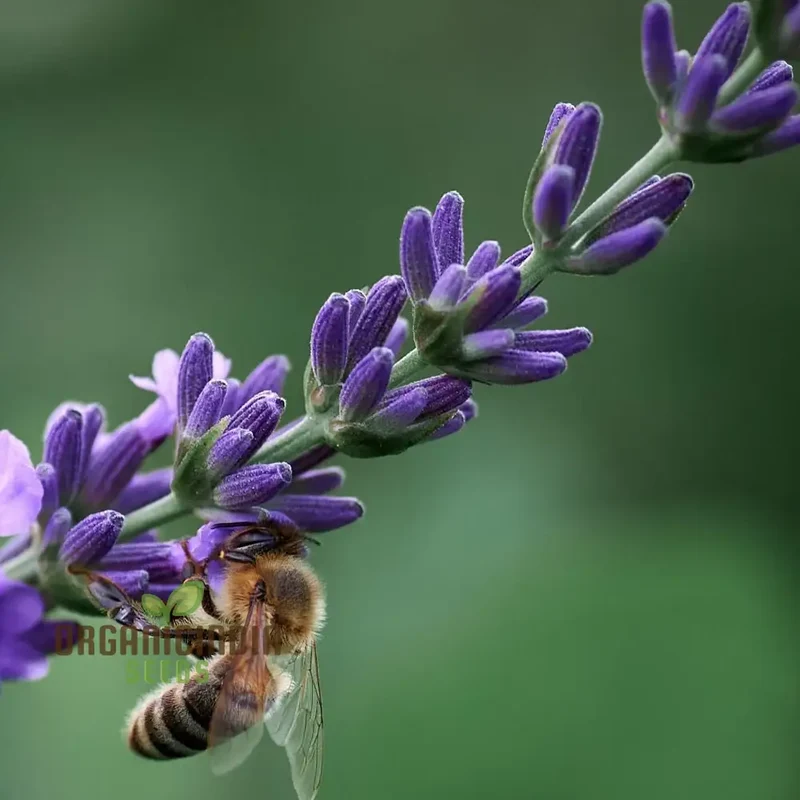Agastache Hybrida Astello Indigo Seeds - Grow Exquisite Indigo-Colored Agastache Flowers in Your Garden