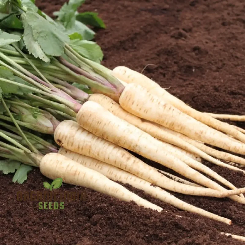 Parsnip Victor F1 Vegetable Seeds, Cultivate Robust and Flavorful Parsnips with Expert Tips for Successful Growth