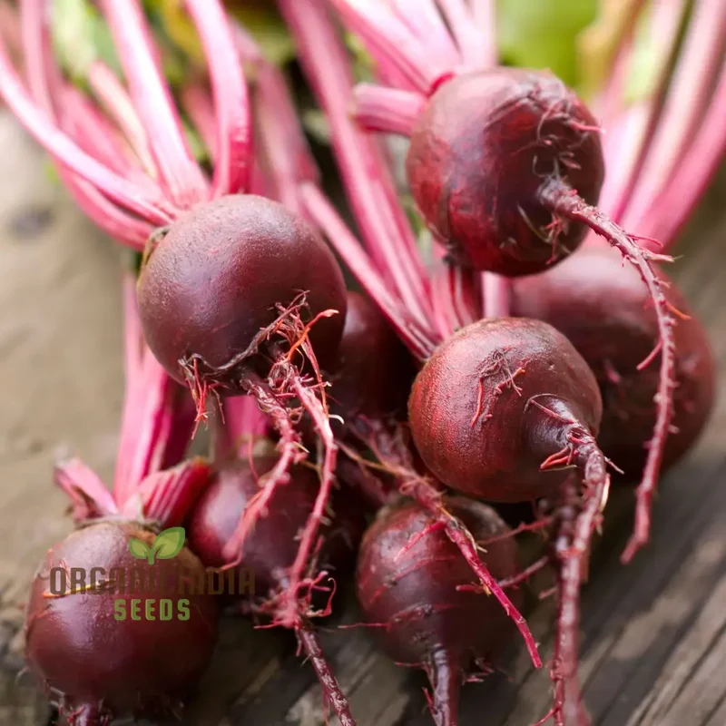 Beetroot Boltardy Seeds for Gardening - High-Quality Cultivated Beetroot Seeds for a Thriving Garden
