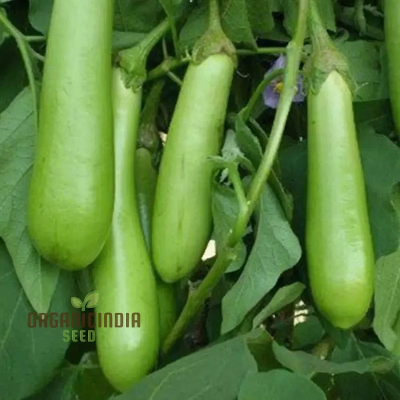 Brinjal Green Long Vegetable Seeds, Comprehensive Planting and Gardening Guide for Producing Abundant and Flavorful Harvests