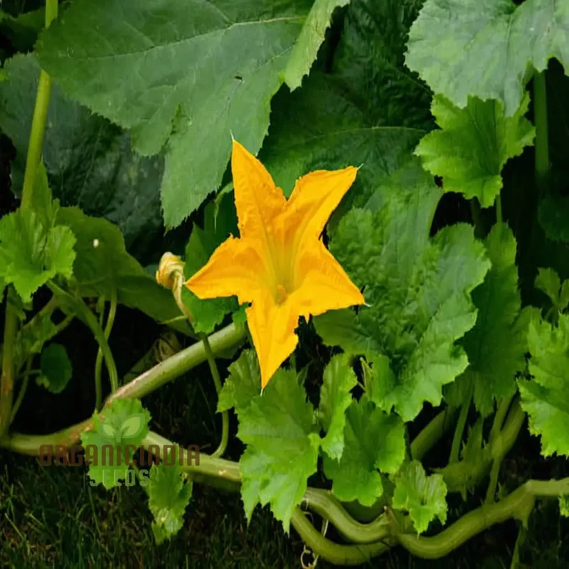 Pumpkin Blossom Seeds - Grow Beautiful and Edible Pumpkin Flowers in Your Garden