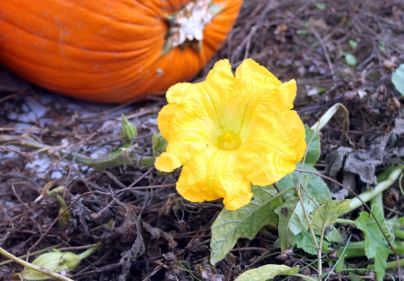 Pumpkin Blossom Seeds - Grow Beautiful and Edible Pumpkin Flowers in Your Garden