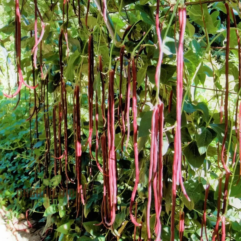 Red Yard Long Bean Seeds - Grow Crisp and Flavorful Red Beans for Your Garden