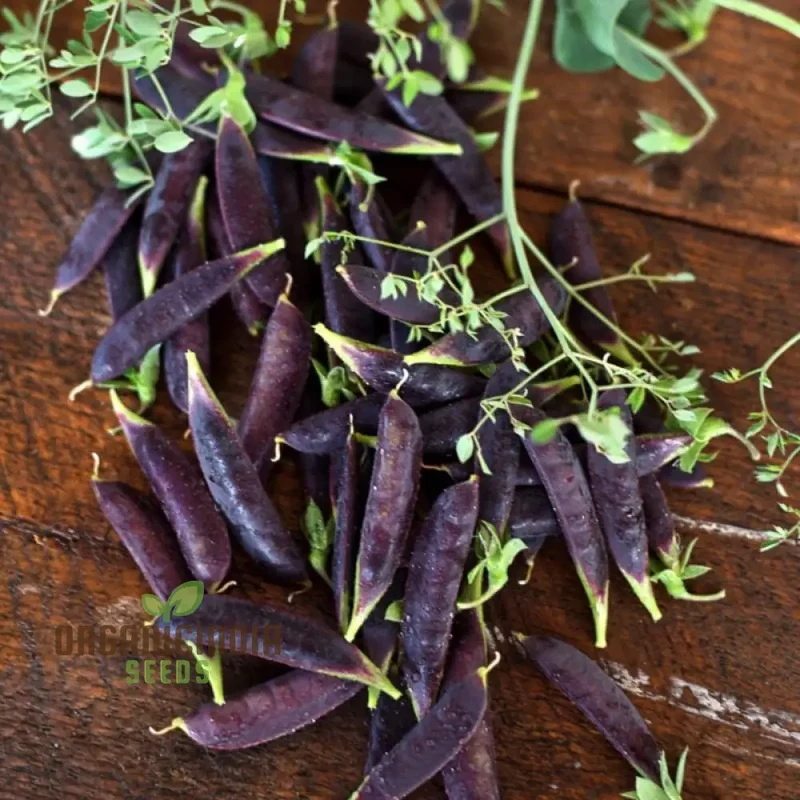 Purple Magnolia Sugar Snap Pea Seeds, Heirloom Vegetable Seeds for Home Gardening, Easy to Growing planting