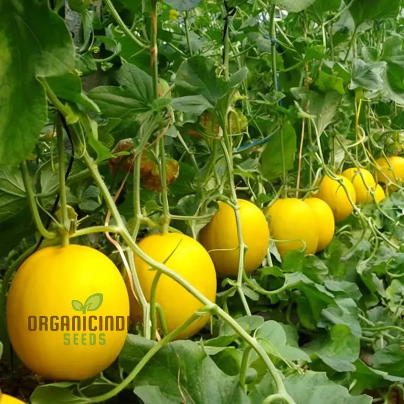 Yellow Melon (Sun Fruit) Planting Seeds, Comprehensive Planting and Gardening Guide for a Bountiful Harvest