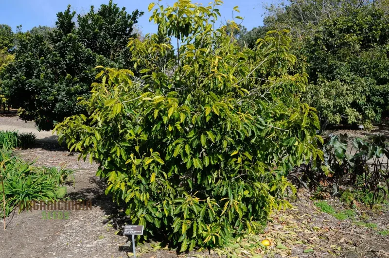 Mimusops Elengi Tree Seeds, Comprehensive Planting and Gardening Guide for Lush, Fragrant Trees