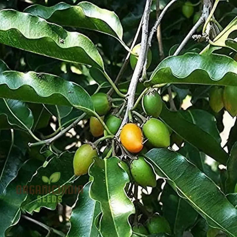 Mimusops Elengi Tree Seeds, Comprehensive Planting and Gardening Guide for Lush, Fragrant Trees