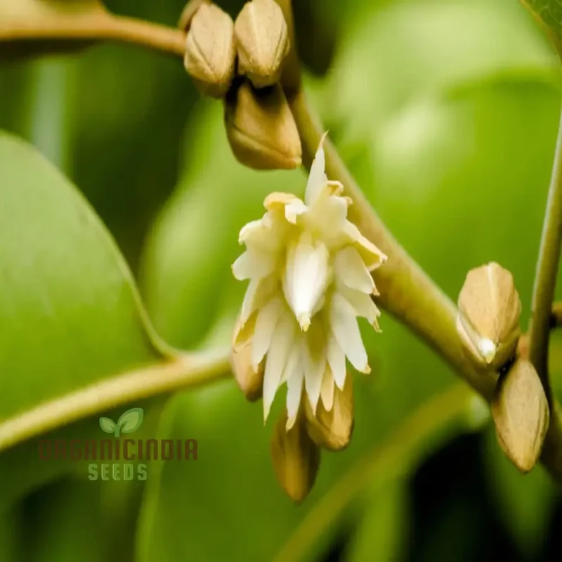 Mimusops Elengi Tree Seeds, Comprehensive Planting and Gardening Guide for Lush, Fragrant Trees