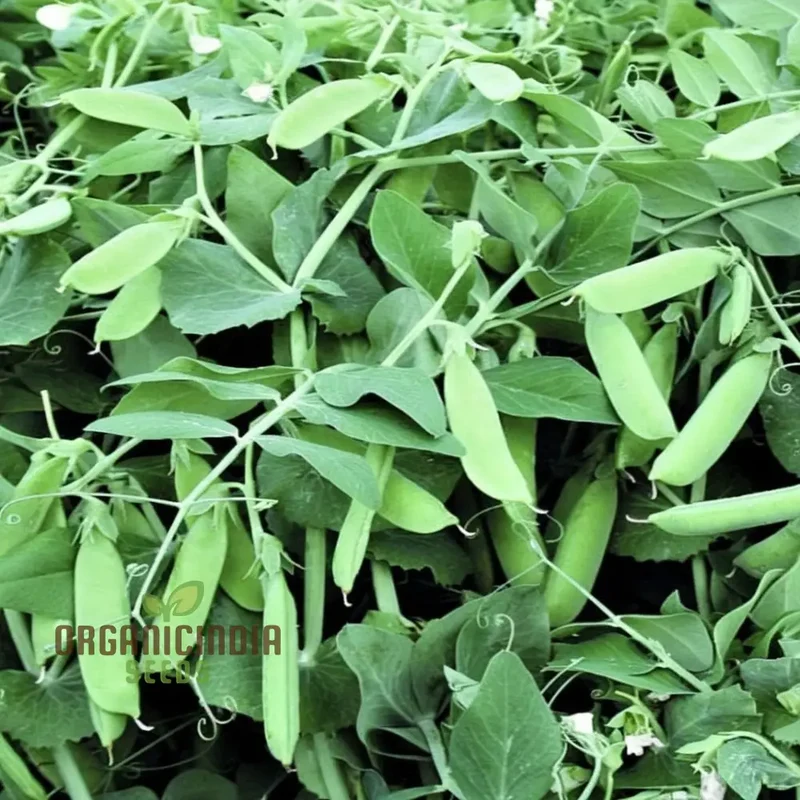 Petit Pois Vegetable Seeds, Sweet Pea Vegetable Seeds for Home Gardening, Easy to Grow Perfect for Fresh and Delicious Garden