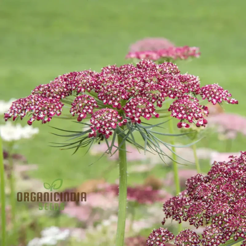 Daucus Carota Dara Seeds – Premium Ornamental Carrot Flower Variety for Colorful Garden Blooms