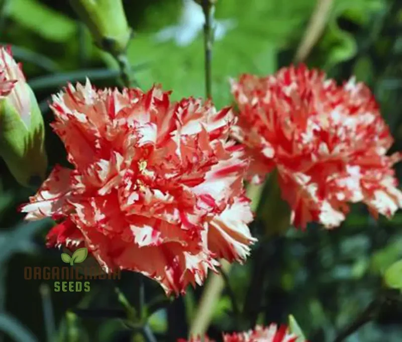 Carnation Caryophyllus Orange Sherbet Seeds - Grow Vibrant Orange Sherbet Carnations in Your Garden