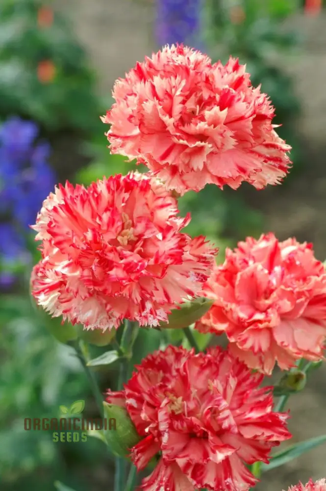 Carnation Caryophyllus Orange Sherbet Seeds - Grow Vibrant Orange Sherbet Carnations in Your Garden