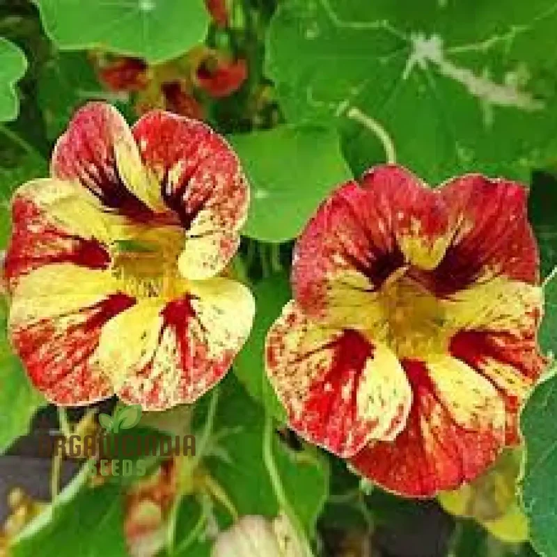 Nasturtium Seeds (Ice Cream Sundae Nasturtium Seeds) - Vibrant Blooms for Gardens & Containers