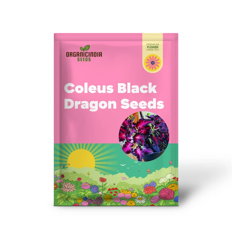 Coleus Black Dragon Seeds Elevate Your Gardening with Striking, Dark-Hued Beauty