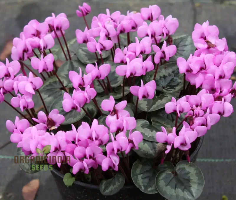 Cyclamen Neapolitanum Bulb Seeds, Cultivating Grace and Elegance in Your Garden with Expert Bulb Planting and Gardening (3 Bulbs For Planting)