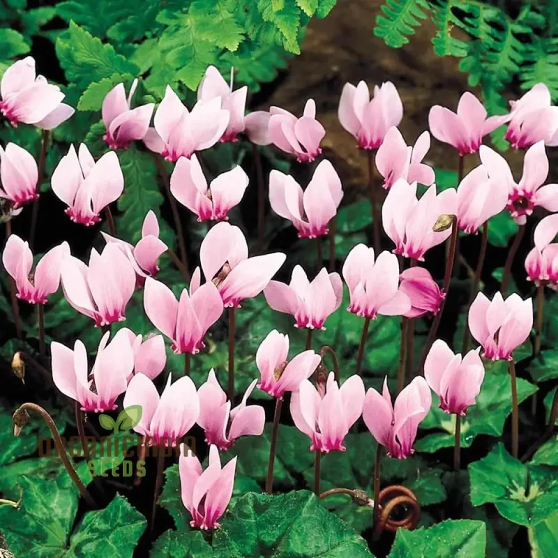 Cyclamen Neapolitanum Bulb Seeds, Cultivating Grace and Elegance in Your Garden with Expert Bulb Planting and Gardening (3 Bulbs For Planting)