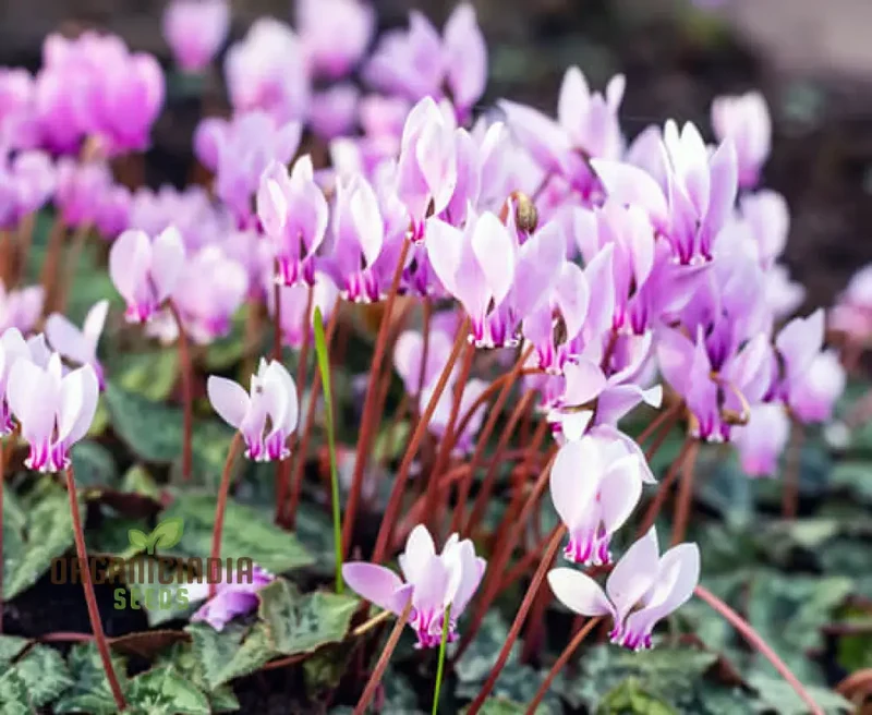 Cyclamen Neapolitanum Bulb Seeds, Cultivating Grace and Elegance in Your Garden with Expert Bulb Planting and Gardening (3 Bulbs For Planting)