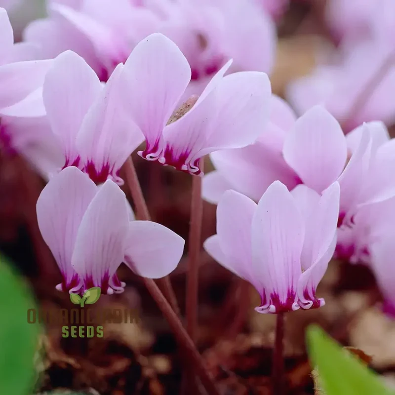 Cyclamen Neapolitanum Bulb Seeds, Cultivating Grace and Elegance in Your Garden with Expert Bulb Planting and Gardening (3 Bulbs For Planting)