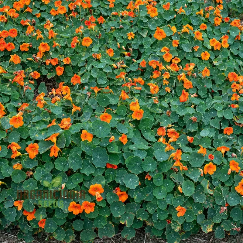 Nasturtium Baby Orange Seeds For Planting: Easy-Grow Gardening Delight for Brightening Your Outdoor Spaces