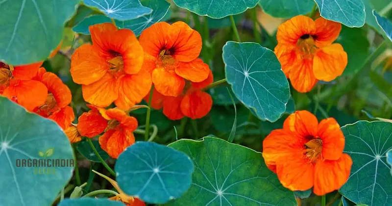 Nasturtium Baby Orange Seeds For Planting: Easy-Grow Gardening Delight for Brightening Your Outdoor Spaces