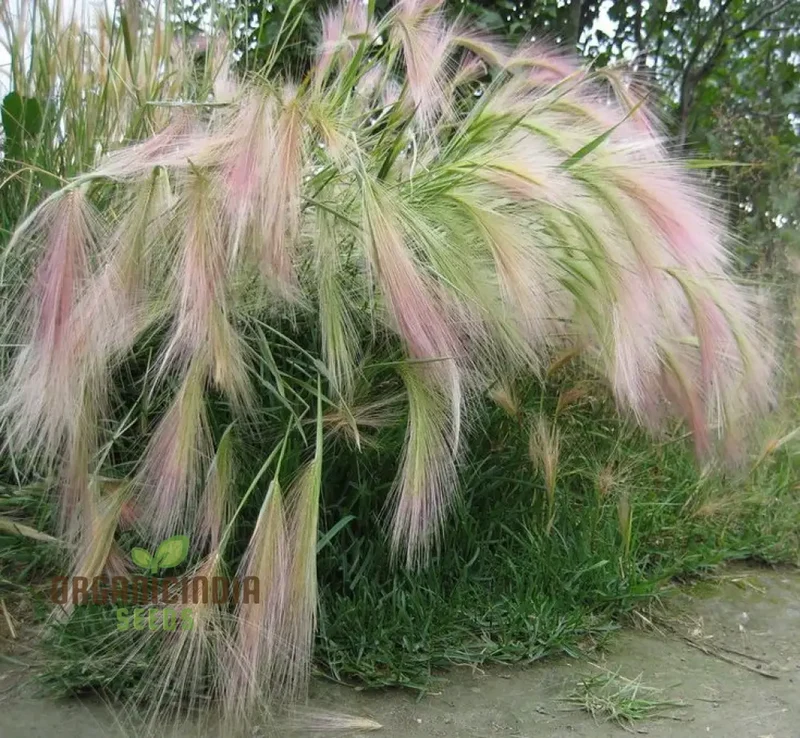 Hordeum jubatum Seeds for Planting,Ornamental Beauty and Natural Charm