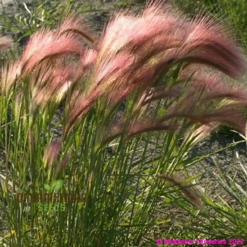 Hordeum jubatum Seeds for Planting,Ornamental Beauty and Natural Charm