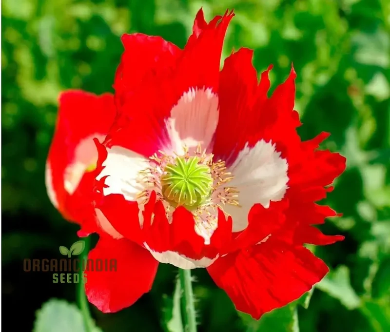 Papaver (Poppy Seeds) Victoria Cross - Grow Beautiful and Striking Victoria Cross Poppy Flowers in Your Garden