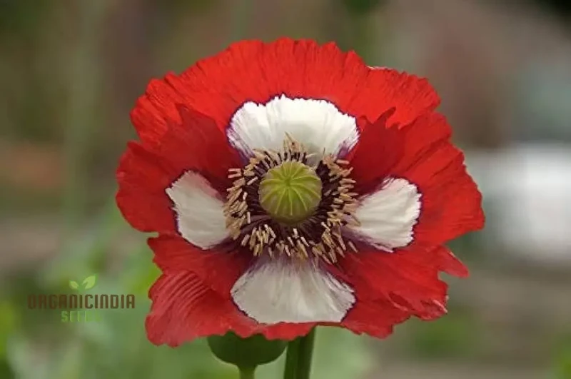 Papaver (Poppy Seeds) Victoria Cross - Grow Beautiful and Striking Victoria Cross Poppy Flowers in Your Garden
