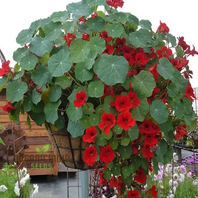 Nasturtium Princess Seeds for Planting, \Enchanting Blooms