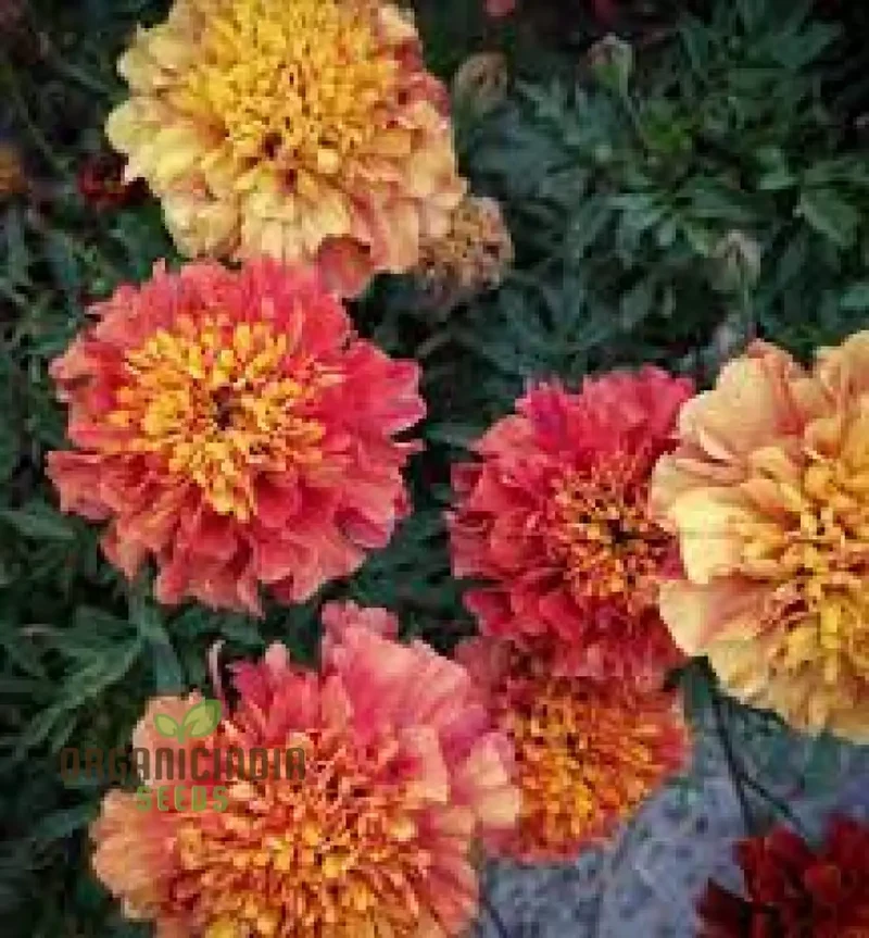 French Strawberry Blonde Marigold Seeds – Premium Garden Bloom Variety