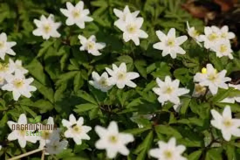 Wood Anemone (Anemone nemorosa) Seeds For Planting, Delicate Spring-Blooming Perennial for Shade Gardens, Ideal for Woodland Landscapes and Naturalizing in Moist, Well-Drained Soils